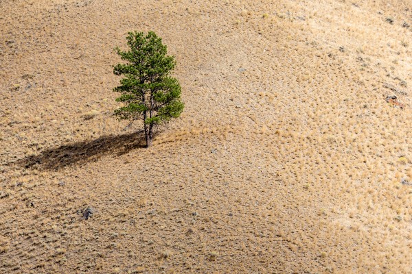 　干ばつに見舞われたアメリカ、アイダホ州サーモン・チャリス国有林（Salmon-Challis National Forest）に立つ1本の木（撮影時期不明）。