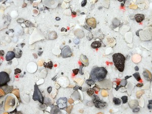 オーバーン大学の研究チームが撮影した、さまざまな大きさのタールボール（赤い印の近くにある黒い塊）。2012年に行ったメキシコ湾岸の砂浜の現地調査で発見された。