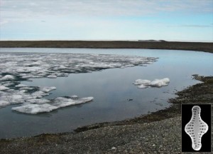 一度は姿を消した藻が最近になって再発生したカフェクルベン湖。右下は、湖沼に生息する珪藻の1種（資料写真）。