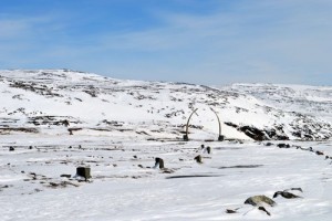 カナダのバフィン島イカルウィットにあるイヌイットの居住地に立てられた鯨の骨