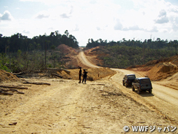 伐採が進むスマトラ島の熱帯林