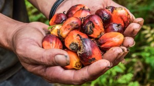Palm-oil-in-hands-1024x576