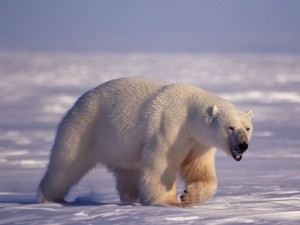 カナダ、エルズミア島のホッキョクグマ