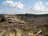 インドネシア・スマトラ島中部での森林破壊の