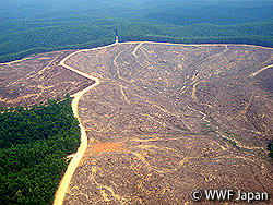 スマトラ中部の森林伐採の現場