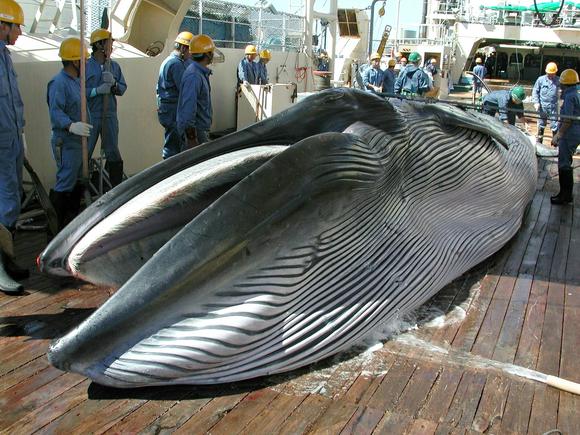 Whale_article_main_image