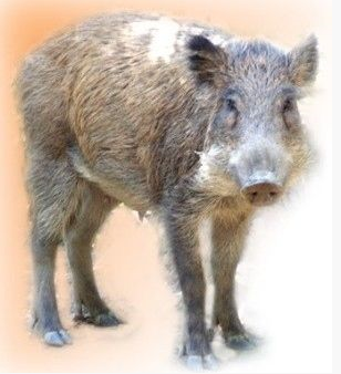 inoshishiキャプチャ