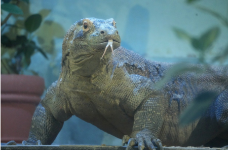 コモドオオトカゲは国際自然保護連合のレッドリストで絶滅危惧種に指定されている