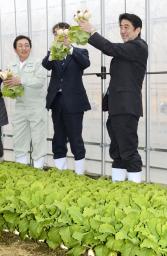 　福島県郡山市の農家で、土から抜いたカブを「株、上がりますように」と持ち上げる安倍首相＝２４日午後