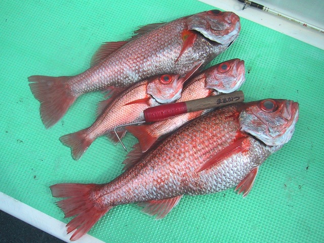 アカムツ（ノドグロ）はこれからおいしいんだけどね