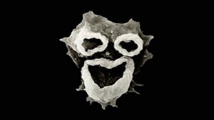 ame-baNaegleria69932_0_600x450-300x225