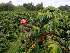 コーヒーを飲んで地球の未来をじっくり考えよう