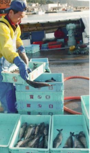 　水揚げされた根室海峡のホッケ＝２０１３年９月、北海道羅臼町