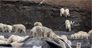 bear1キャプチャ