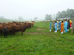 北海道の牛たち（本文とは関係ありません）