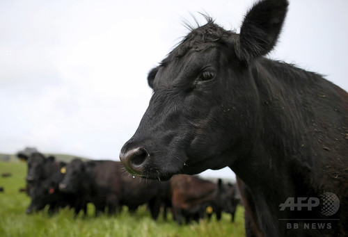 モー食べんでくれ！