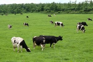 のんびり草を食べる別海町の牛たち。たっぷり食べてたっぷり排泄してね