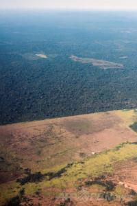ブラジル・パラ州で進む森林開発（2013年8月9日）