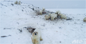 kuma1キャプチャ