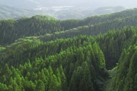 200年、放射能汚染が続く福島の森林