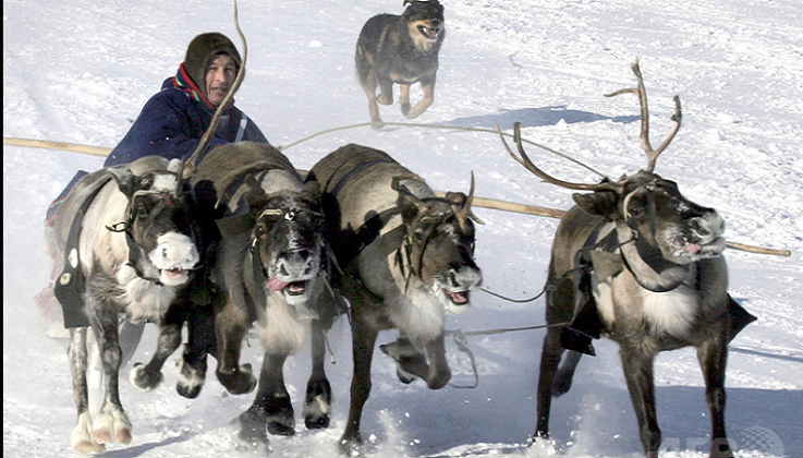 「今年のクリスマスは、もうサンタさんを運べないよ！」北極圏の温暖化でシベリアのトナカイ遊牧が危機、数万頭餓死も（AFP） | 一般社団法人環境