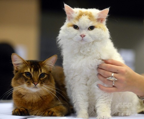 ロシアの猫たち。金利の代わりに、”癒し”を提供？