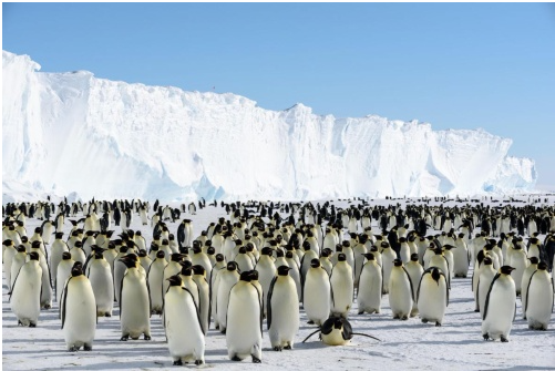 ブラント棚氷付近で海氷上で勢ぞろいするコウテイペンギンたち（National Geographicから） 