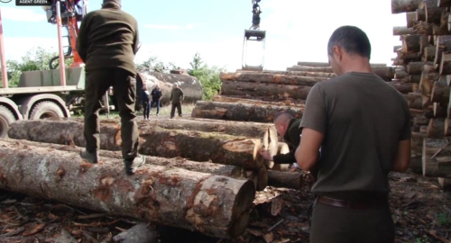違法伐採の丸太を調査するルーマニアの当局者