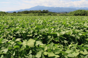 daizu20101213_1761681