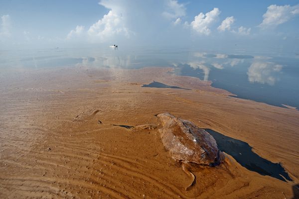米ルイジアナ州バラタリア湾で、2010年に流出した原油に浮かぶウミガメの死骸。