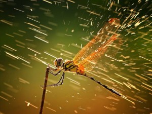 dragonfly-rain-storm_45835_big