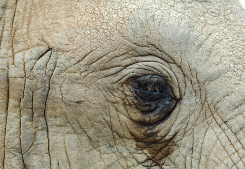 Some experts believe elephants cry when overcome by emotions.Getty Images