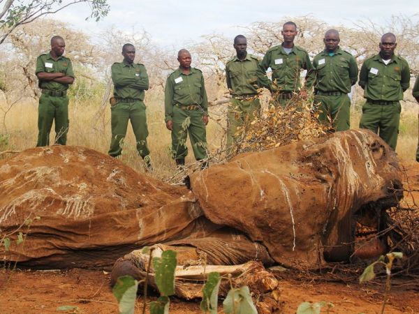 密猟者に殺害されたゾウの遺骸。ケニアのトサボ・イースト国立公園にてブッシュ・パトロール隊が発見した。毎年2万～2万5000頭のアフリカゾウが密猟者によって殺害されている。