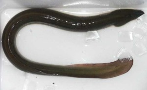 「国籍」を偽って売られていた欧州ウナギ