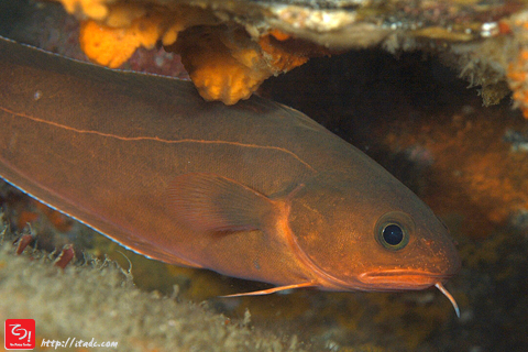 「私が放射能に汚染されてしまったドンコです」