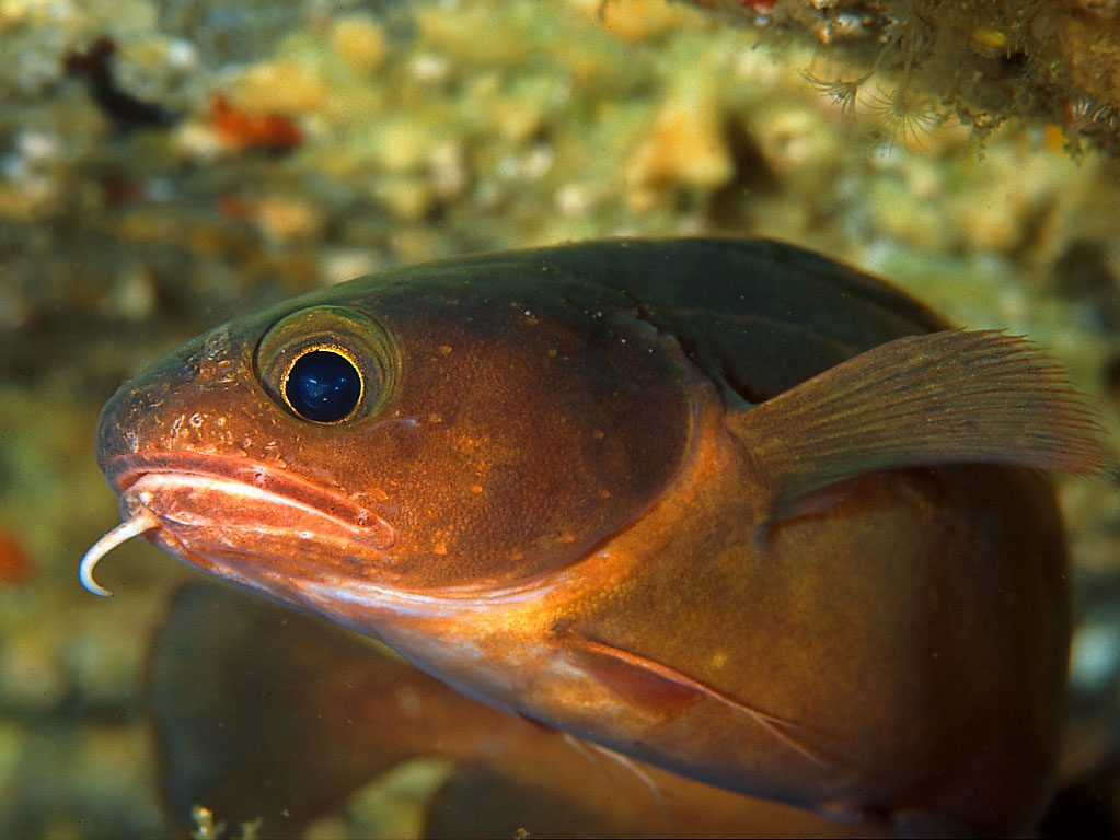 放射能汚染水の流出を何とか止めてくれ！