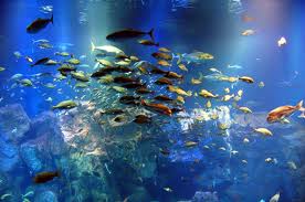 海洋酸性化で魚もすっぱくなる？！