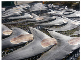 サメ5種 新たに保護対象に ワシントン条約締約国会議 Afp フカヒレを食べるのは野蛮人ということ 一般社団法人環境金融研究機構