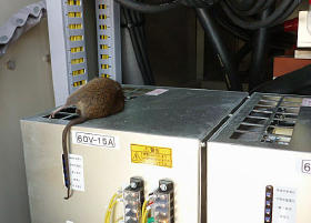 福島第２原発の非常用発電装置搭載車に侵入して死んだネズミ＝２日（東電提供）