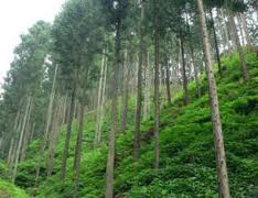 森林除染は「拡散」だけではないか？