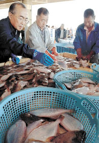 水揚げされたミギガレイ＝１８日午前１１時３０分、いわき市の小名浜魚市場