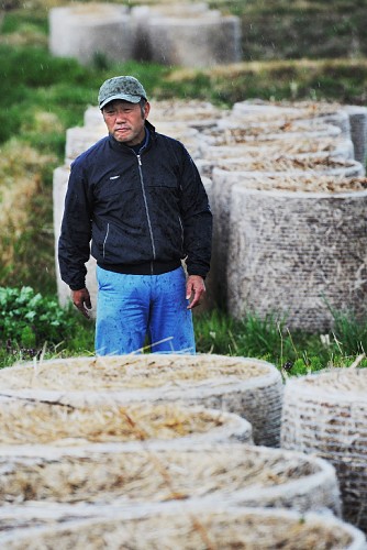 除染のために刈り取った草の束を田んぼの中で見つめる高橋清さん＝福島県楢葉町で、須賀川理撮影