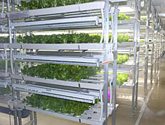 会津富士加工の低カリウム野菜栽培の様子。半導体組み立て用のクリーンルームを活用し、レタスを栽培している