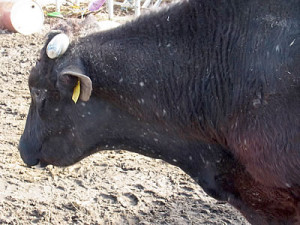 昨夏から牛の体に無数の斑点が。「こんな皮膚病はない。明らかに被曝の影響だ」と憤る