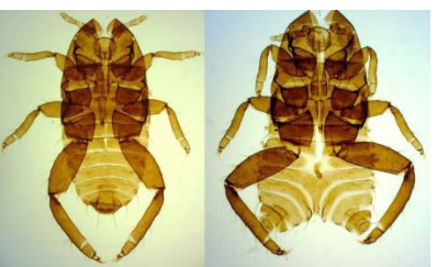 　正常なオオヨスジワタムシの抜け殻（左）と腹部が二つある形態異常がみられたオオヨスジワタムシの抜け殻（北海道大提供）