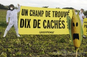 フランス南部の遺伝子組み換え技術を使ったトウモロコシ農場で、抗議行動をする環境団体