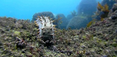 原発停止中の１４年２月２６日。海底の岩場には海藻が自生し、ナマコの姿もみられる（浪口志郎さん撮影のビデオより）