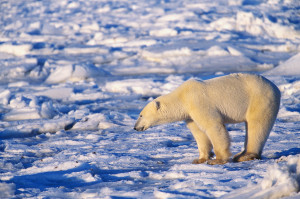 Polar Bear Watching Ice