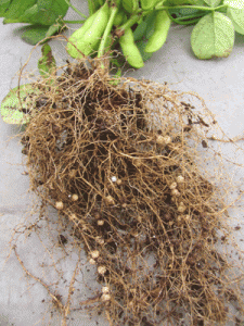 これが根粒菌。ちょっとおいしそうな気もするけど