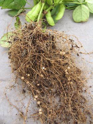 これが根粒菌。ちょっとおいしそうな気もするけど